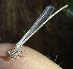 Damselfly photo
